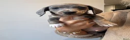 Dachshund dogs for sale: 1 female 4 male beautiful dachshund puppies  - Advert 8