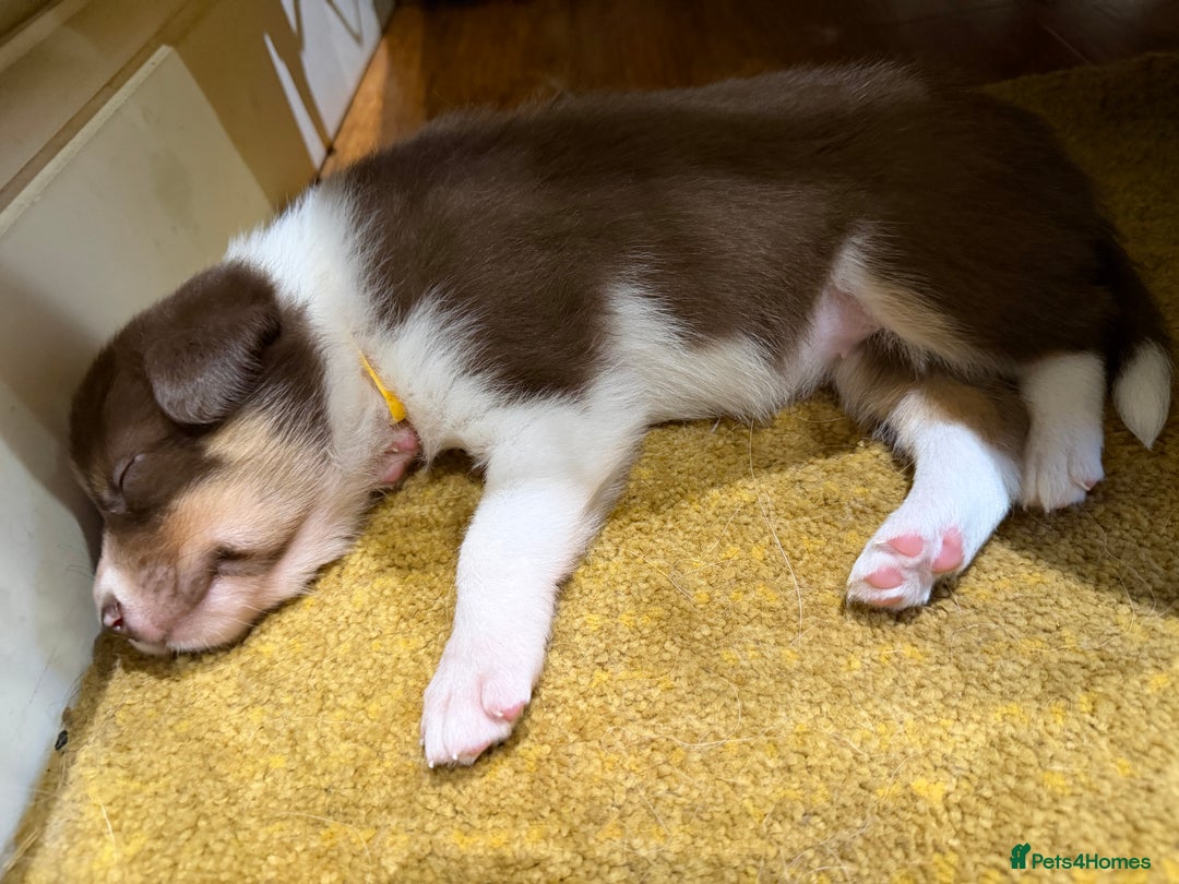 Border Collie dogs for sale: Red & white tri merle border collie puppies - Advert 11