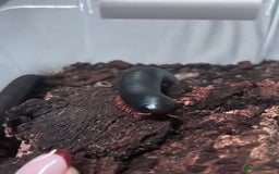 Millipedes invertebrates for sale: Millipedes , iso pods ,snails  - Image 10