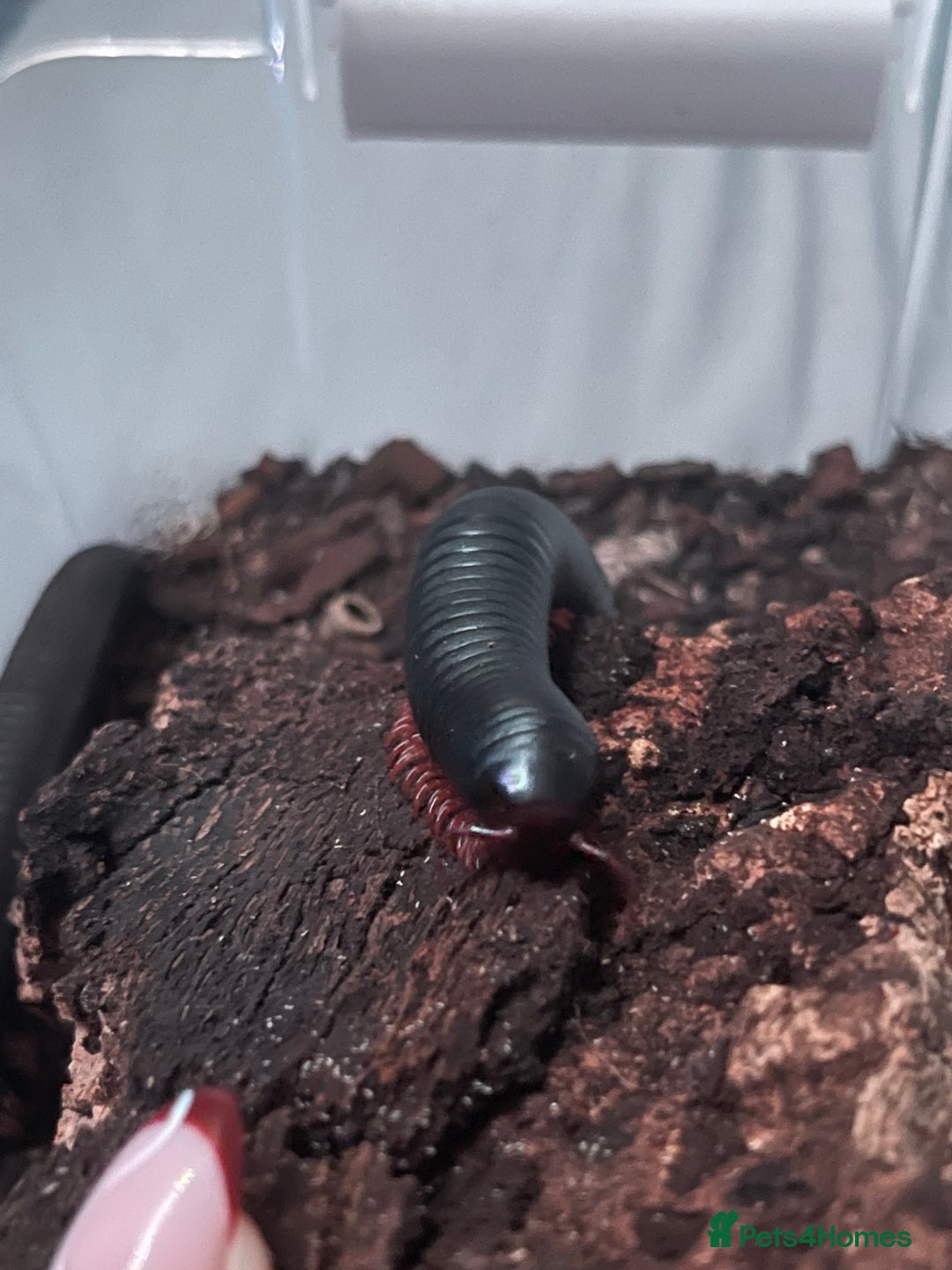 Millipedes invertebrates for sale: Millipedes , iso pods ,snails  - Image 10
