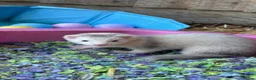 Ferret rodents for sale: Ferret kits for sale - Advert 6