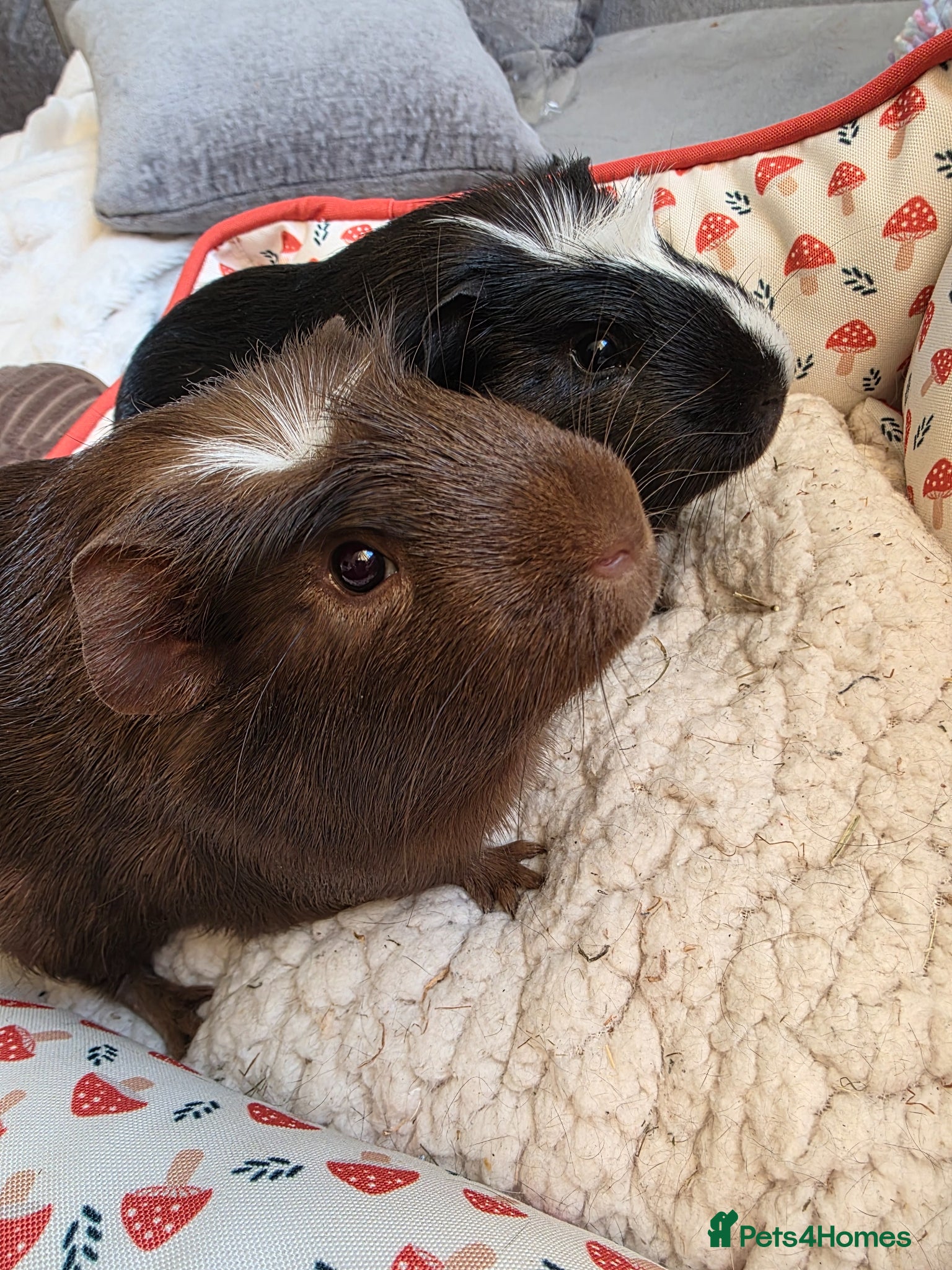 Guinea Pig rodents for sale: Brother guinea pigs  in Uckfield - Advert 3
