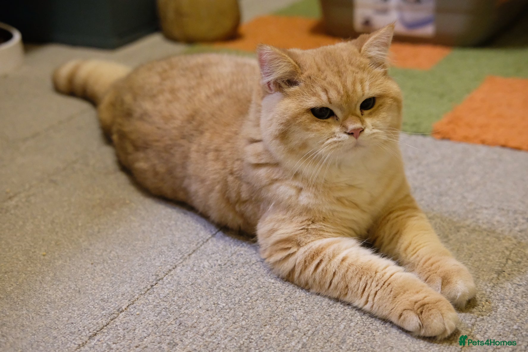 British Shorthair cats For breeders - 2 Y.O Proven TICA Active BSH STUD - Advert 16