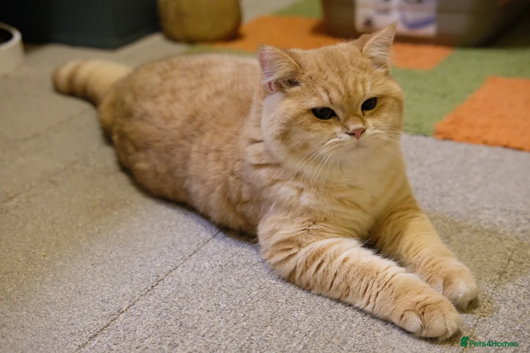 British Shorthair cats for sale: For breeders - 2 Y.O Proven TICA Active BSH STUD - Advert 2