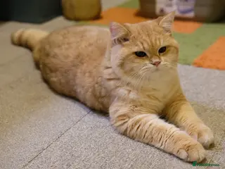 British Shorthair cats For breeders - 2 Y.O Proven TICA Active BSH STUD - Advert 15