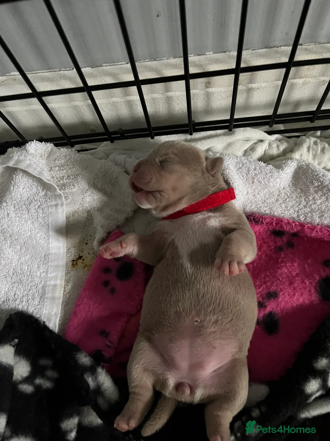 American Bully dogs for sale: American pocket bully puppies  - Advert 15