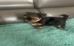 Yorkshire Terrier dogs for sale: Adorable Mini Yorkshire Terrier Puppy 🐾 - Image 3