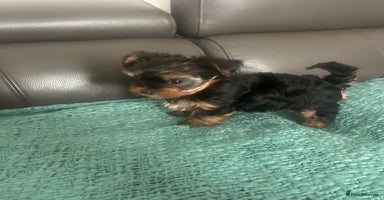 Yorkshire Terrier dogs - Advert 3