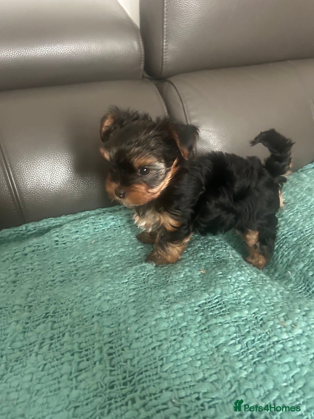 Yorkshire Terrier dogs for sale: Adorable Mini Yorkshire Terrier Puppy 🐾 - Image 3