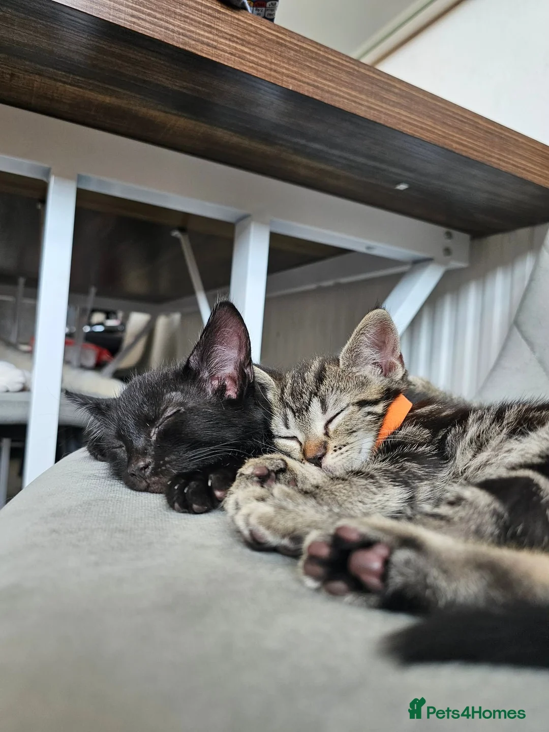 Bengal cats for sale: READY NOW Striped Bengal kittens   - Advert 2