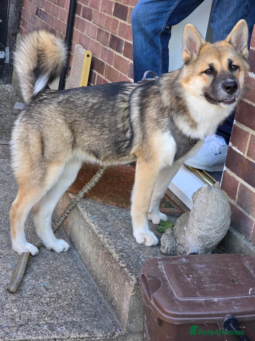 Huskita dogs for sale: Beautiful Huskita Kaida in Hertford - Advert 2