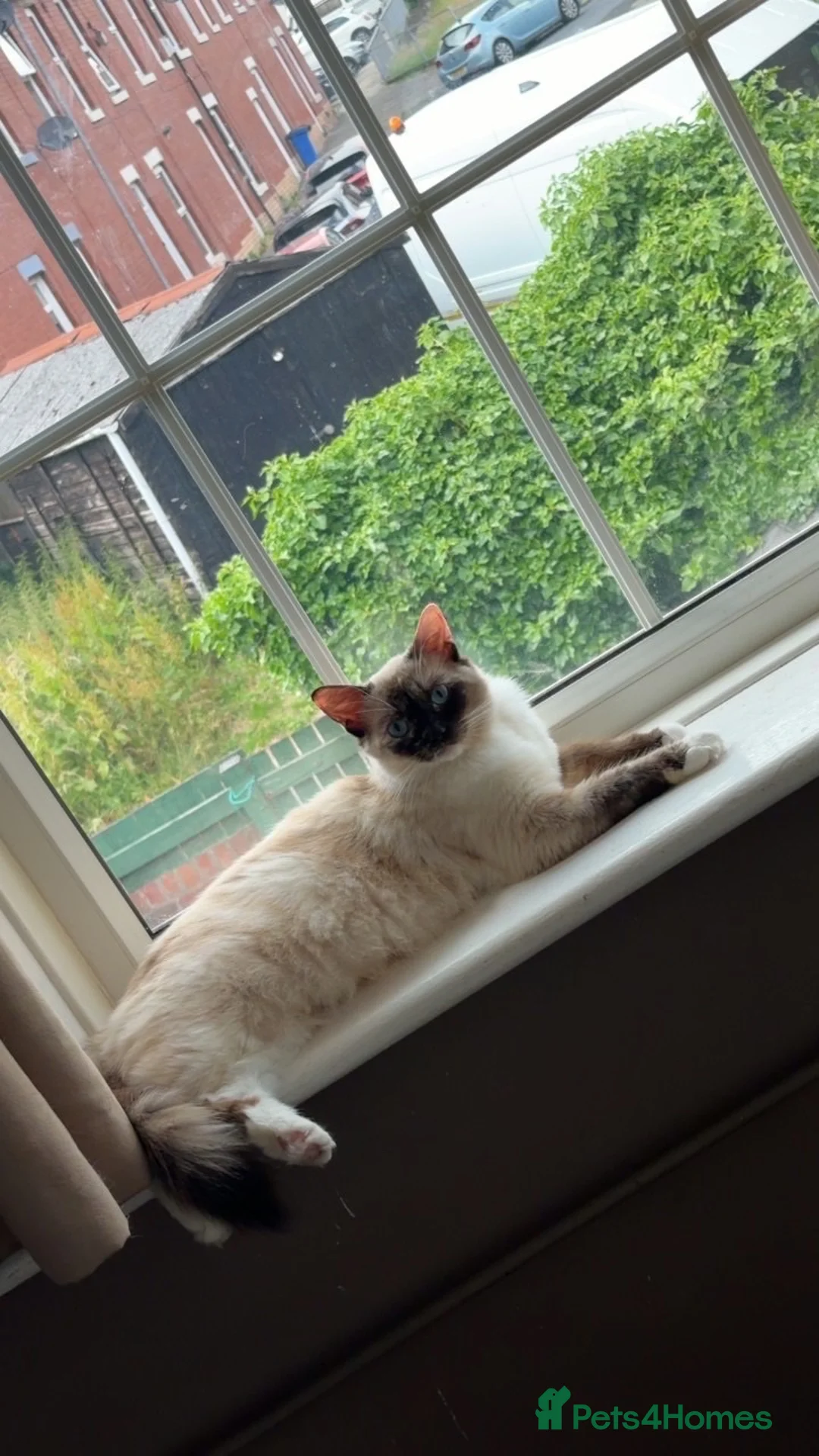 Birman cats for sale: Very friendly  in Heywood - Advert 2