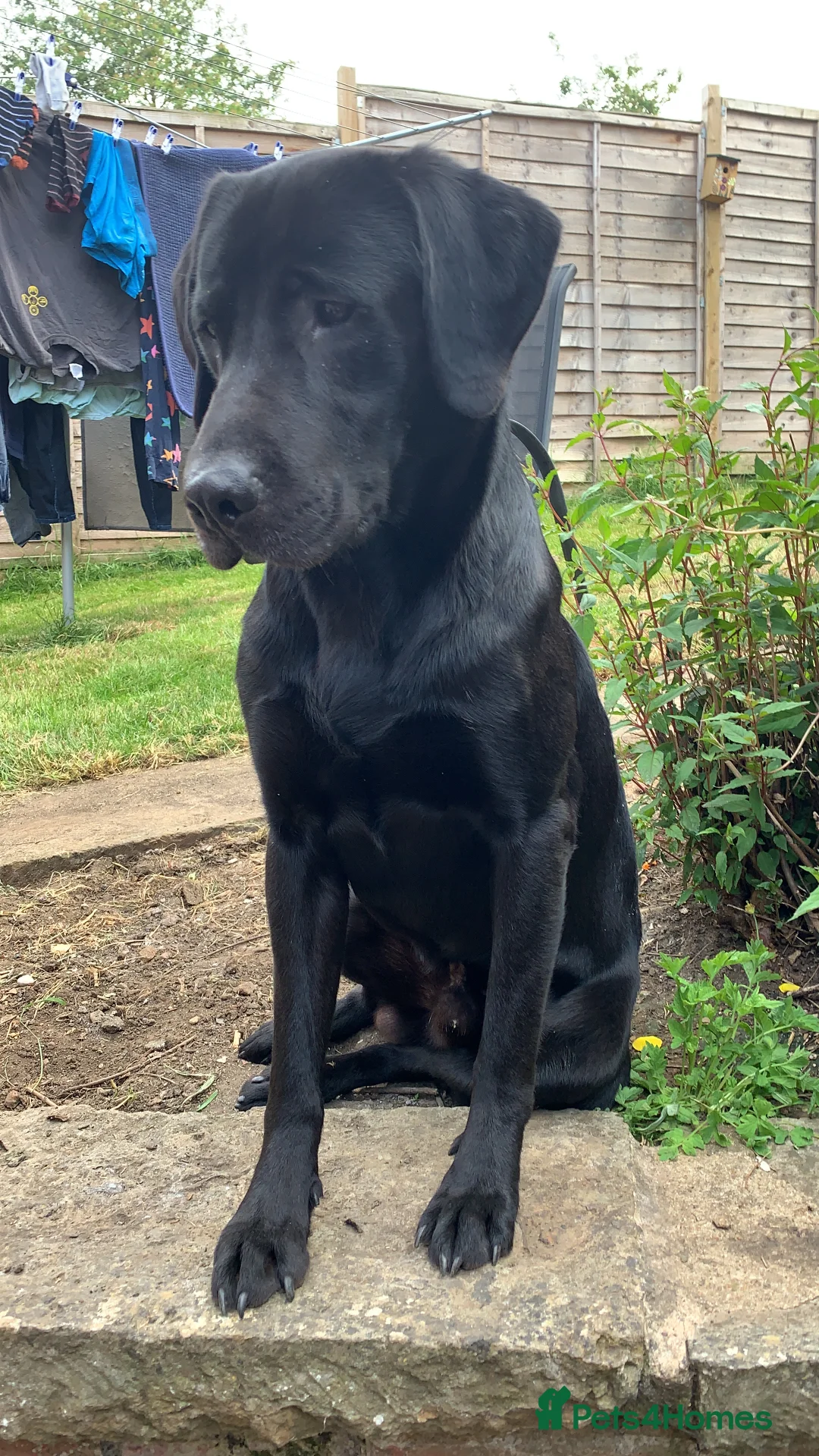 Labrador Retriever dogs for stud: Exceptionally Well Bred, Black Labrador for Stud in King's Lynn - Advert 4