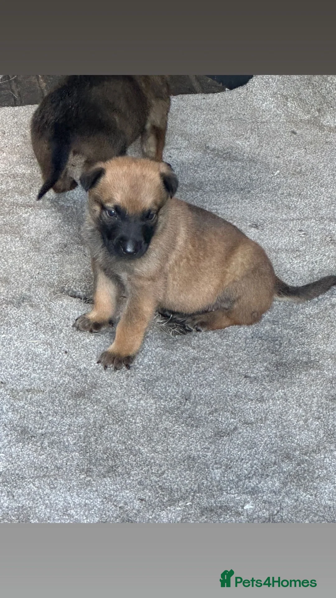 Belgian Shepherd Dog dogs for sale: belgium malouis - Advert 2
