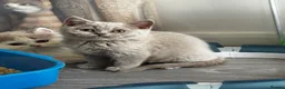British Shorthair cats for sale: Beautiful British Shorthair Registered Kittens - Advert 2