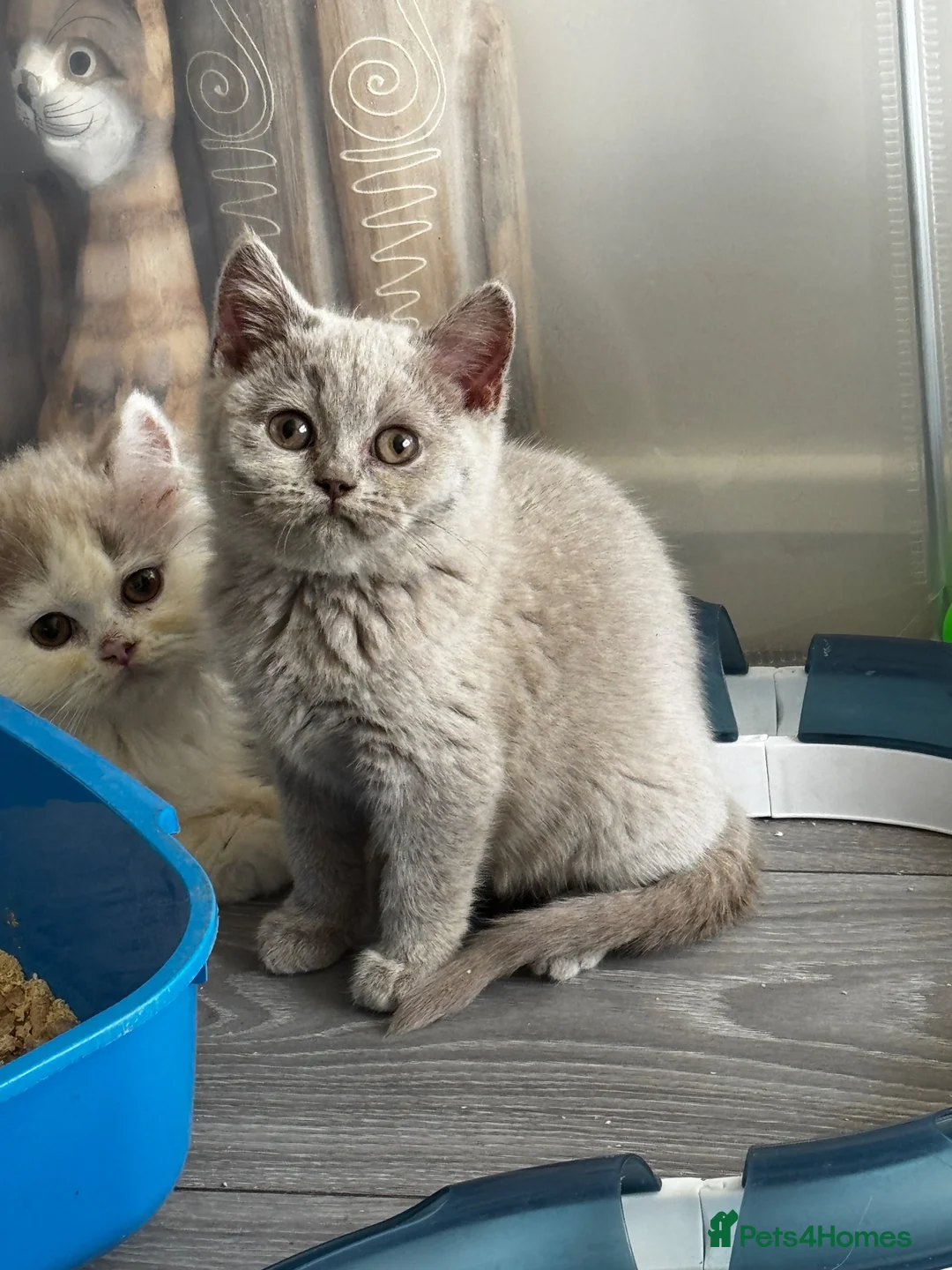 British Shorthair cats for sale: Beautiful British Shorthair Registered Kittens - Advert 2