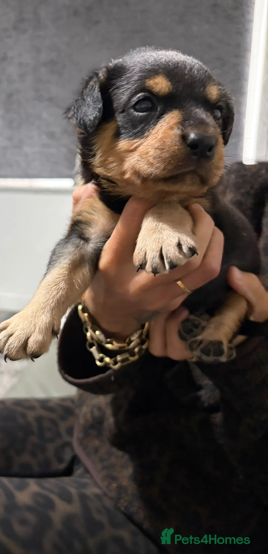 Rottweiler dogs for sale: Rottweiler puppy  - Advert 1