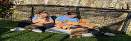Golden Retriever dogs for sale: KC Golden Retriever Puppies - Advert 15