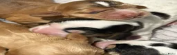 Cocker Spaniel dogs for sale: Show Type Cocker Spaniels in Sandy - Advert 16