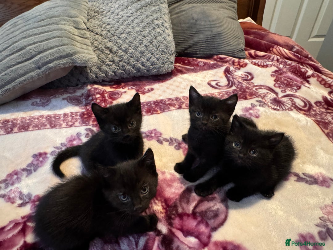 Mixed Breed cats for sale: Kittens - Image 8