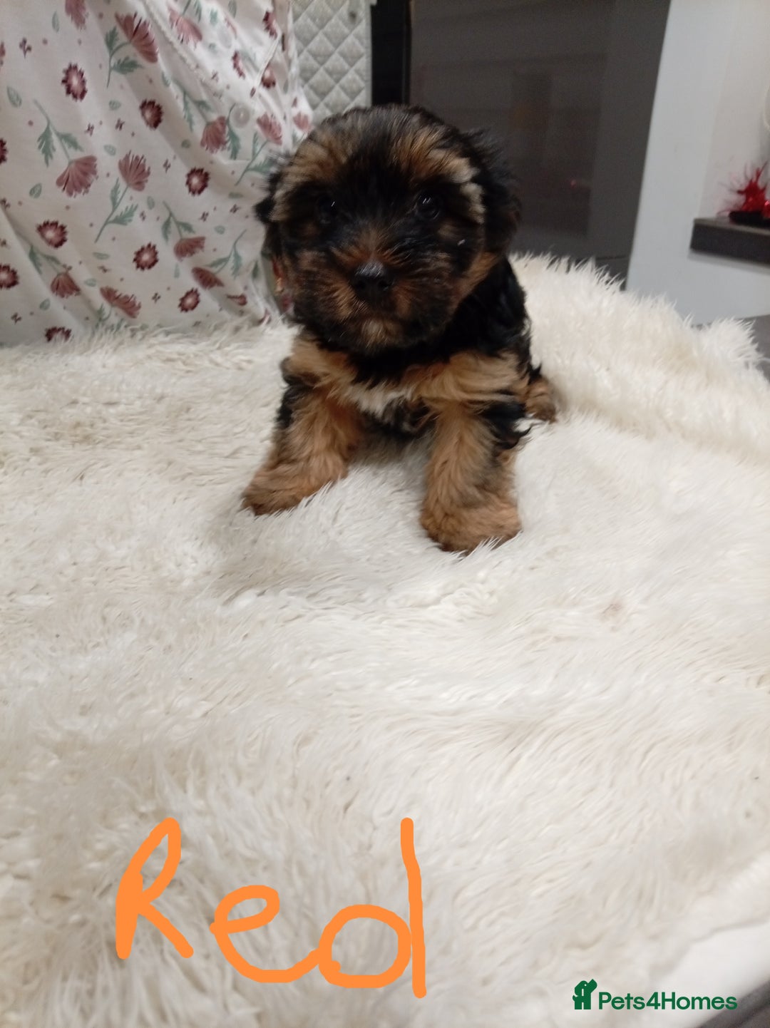 Chorkie dogs for sale: Two amazing Yorkie boys - Advert 11