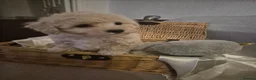 Maltipoo dogs for sale: Stunning Toy Maltipoo pups DNA Health tested CLEAR - Advert 11