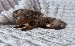 Dachshund dogs for sale: Litter of 5 beautiful dachshund pups for sale. - Image 1