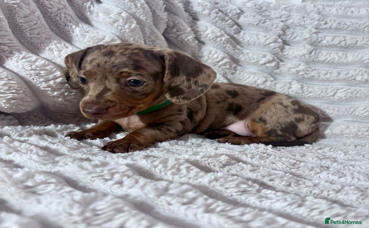 Dachshund dogs - Advert 1