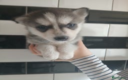 Siberian Husky dogs for sale: Husky pups for sale - Image 4