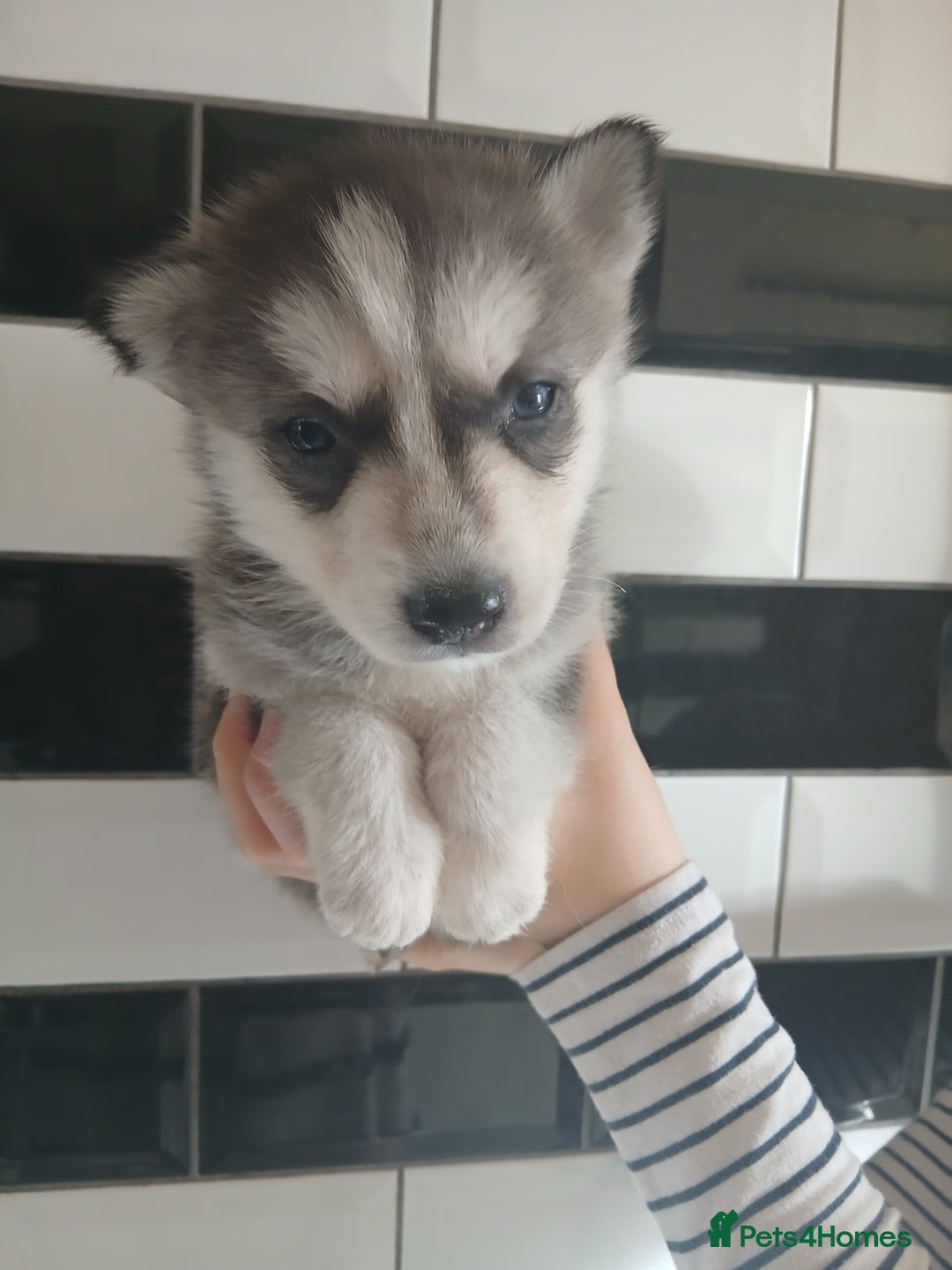 Siberian Husky dogs for sale: Husky pups for sale - Image 4