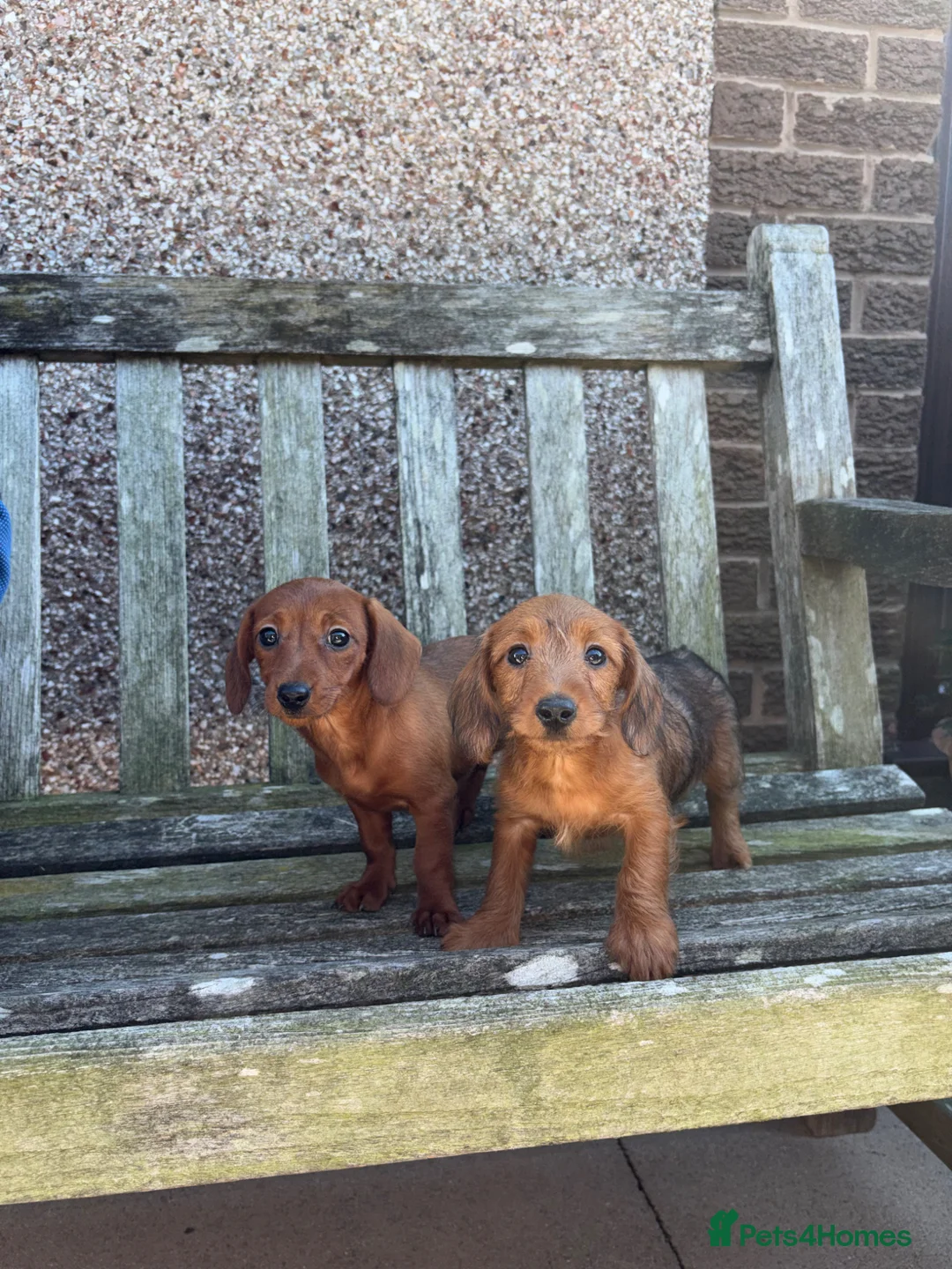 Doxiepoo dogs for sale: Doxiepoo Puppies  - Advert 2