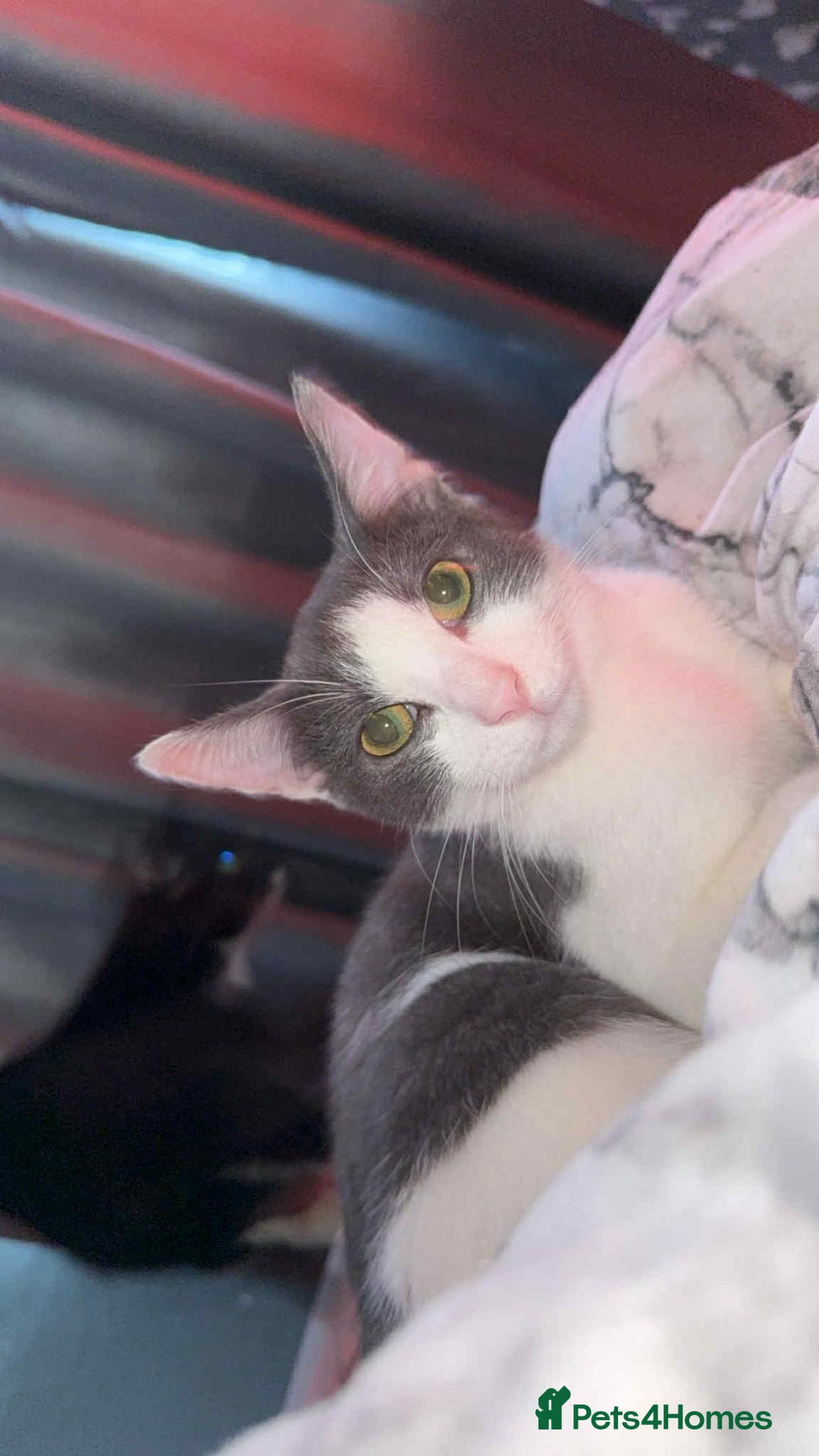 Mixed Breed cats for sale: Grey and white 11 month old cat for sale  - Image 1