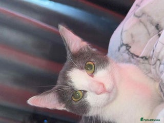 Mixed Breed cats - Advert 31