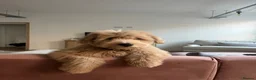Goldendoodle dogs for stud: Golden Doodle for stud - straight hair  - Advert 4