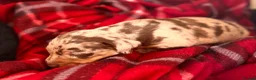 Miniature Dachshund dogs for sale: Miniature Dachshund Puppies 3 Girls & 1 Boy 🐾 - Advert 8