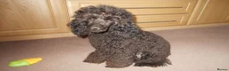Poodle dogs for sale: BEAUTIFUL MINIATURE POODLE COLOUR SOLID BLACK - Advert 3