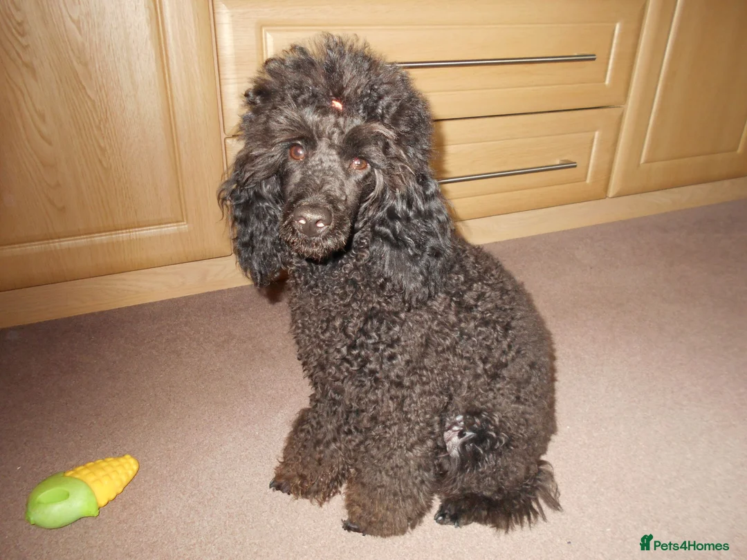 Poodle dogs for sale: BEAUTIFUL MINIATURE POODLE COLOUR SOLID BLACK - Advert 3