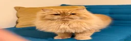 Persian cats for stud: 🏆 Proven Ginger Persian Stud|Experienced|Healthy - Advert 1