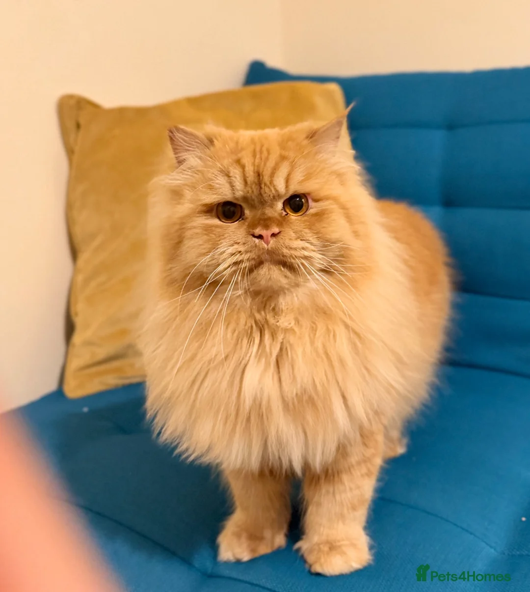 Persian cats for stud: 🏆 Proven Ginger Persian Stud|Experienced|Healthy - Advert 1