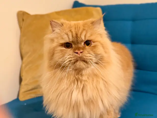 Persian cats for stud: 🏆 Proven Ginger Persian Stud|Experienced|Healthy - Advert 2