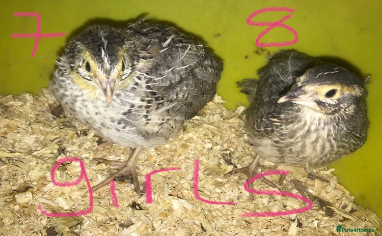 Quail poultry - Advert 7