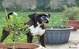 Boxer dogs for sale: Champion sired Lovely  Boxer Puppy Available  - Image 14