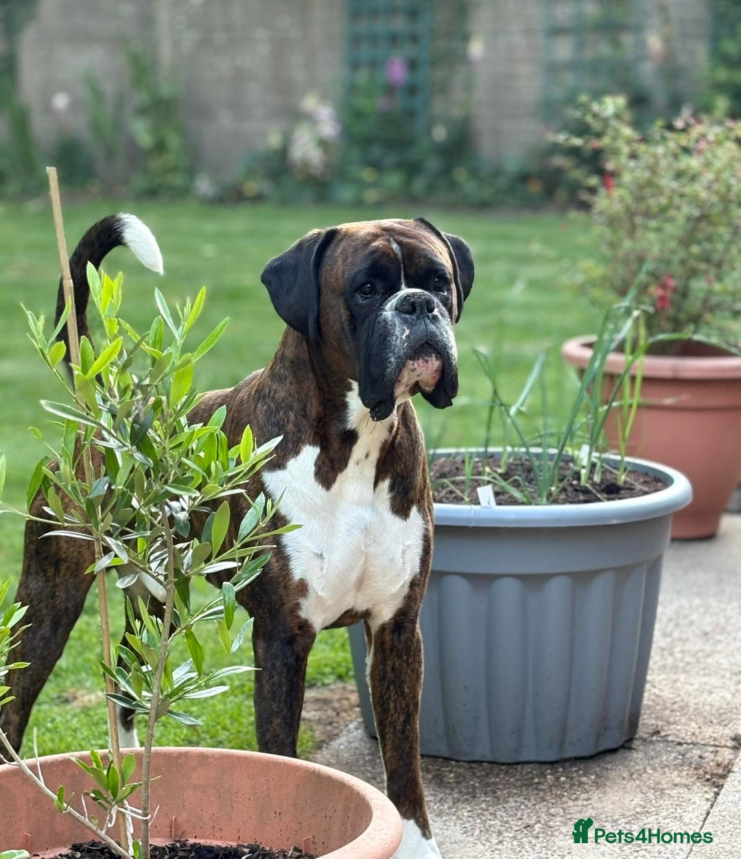 Boxer dogs for sale: Champion sired Lovely  Boxer Puppy Available  - Image 14