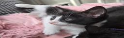 Mixed Breed cats for sale: 🐾GORGEOUS KITTENS READY FOR THEIR FOREVER HOMES🐾 - Advert 25