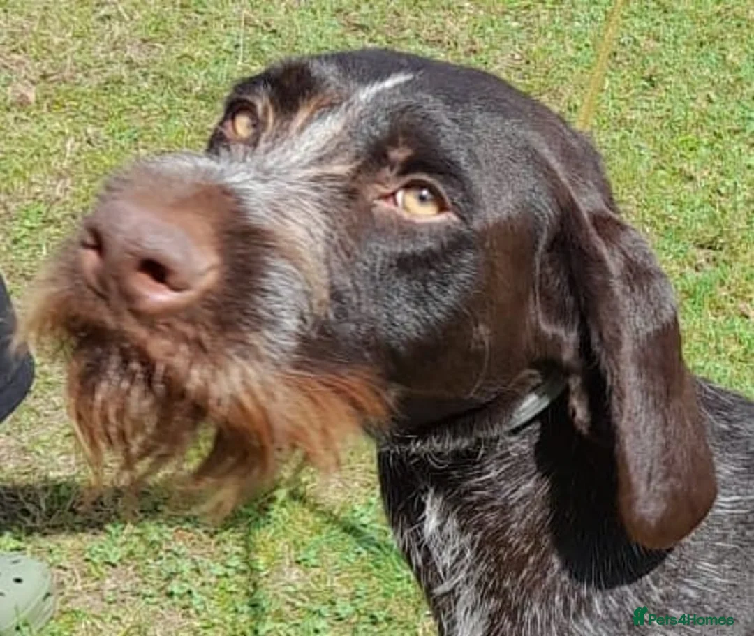 German Wirehaired Pointer dogs for adoption: Young German Wirehaired Pointer in Bolton - Advert 1