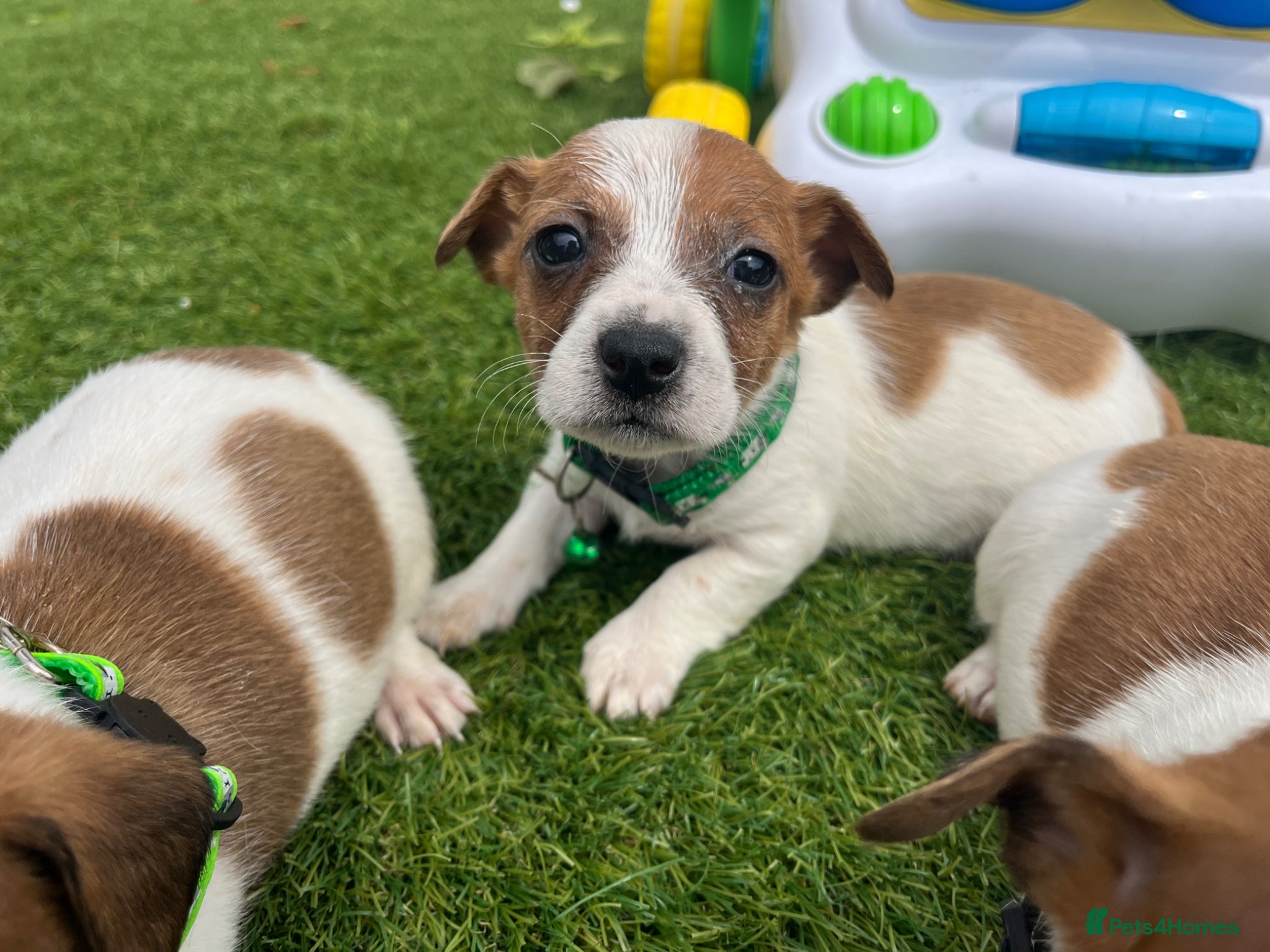 Jack Russell dogs Jack Russell puppy’s - Advert 11