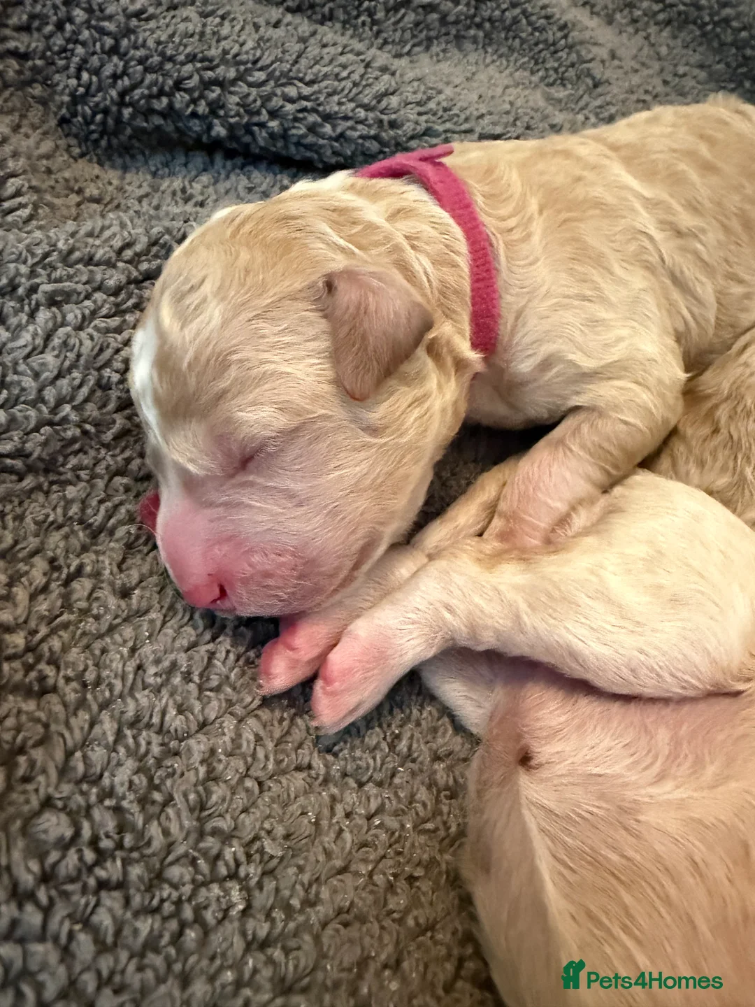 Australian Labradoodle dogs for sale: Australian double doodle puppies expected  - Advert 38
