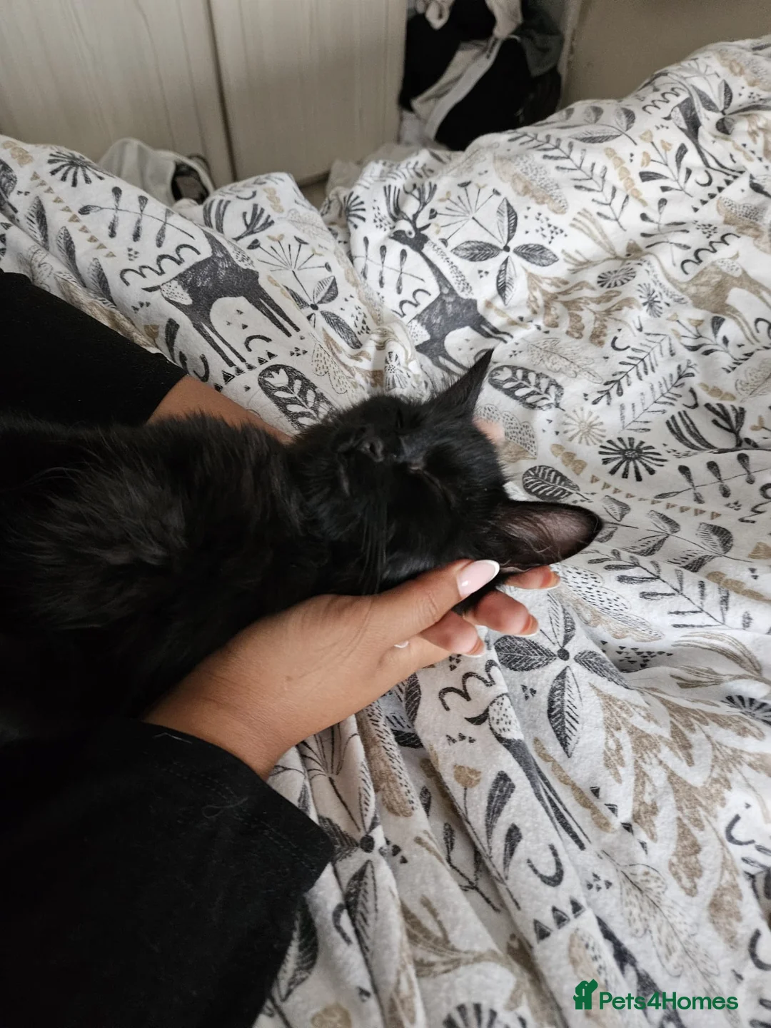 Mixed Breed cats for adoption: Gorgeous Roo looking for a home in Hook - Advert 4