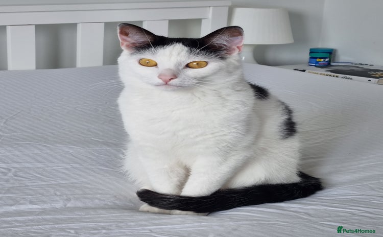 Domestic Shorthair cats - Advert 1
