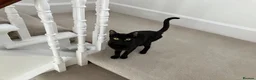 Mixed Breed cats for sale: One year old black cat - Advert 4